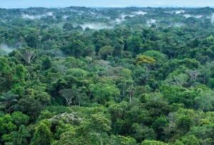 Biodiverzita, odlesňování